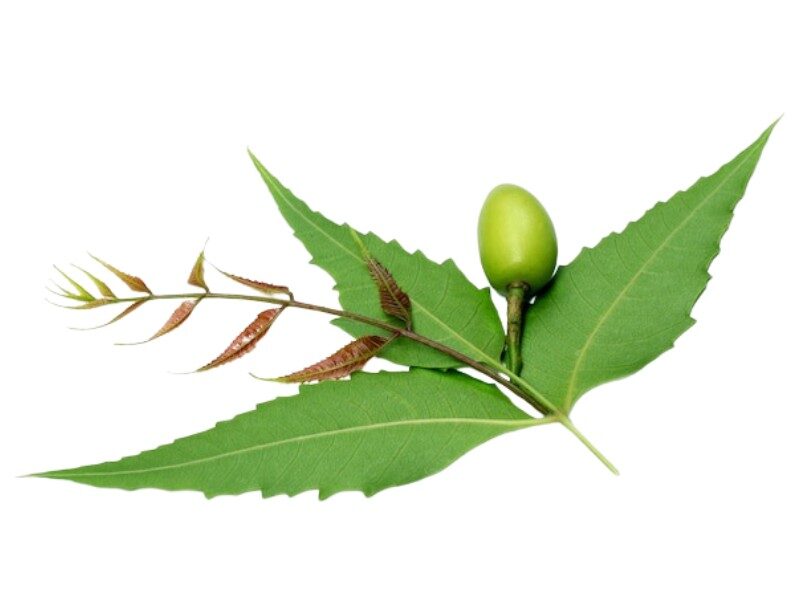 10 Powerful Home Remedies from your Kitchen: Natural Healing Guide 8 8 20250501 175542 0007