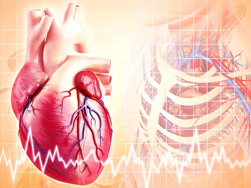 Essential Health Screenings for Women 5 Scientific diagram of heart or illustration