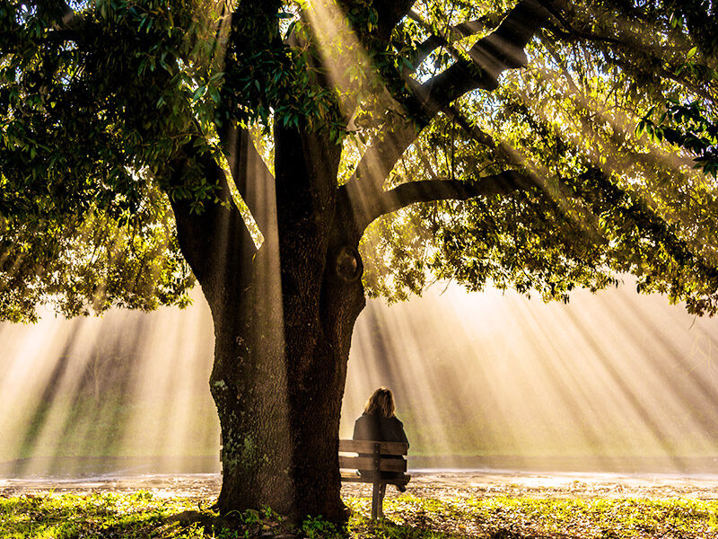Healing the Earth by Healing Ourselves: How Daily Yoga Practice Can Heal You And the Planet 2 Imager 2 CSR June 25 Tree plantation Drive blog