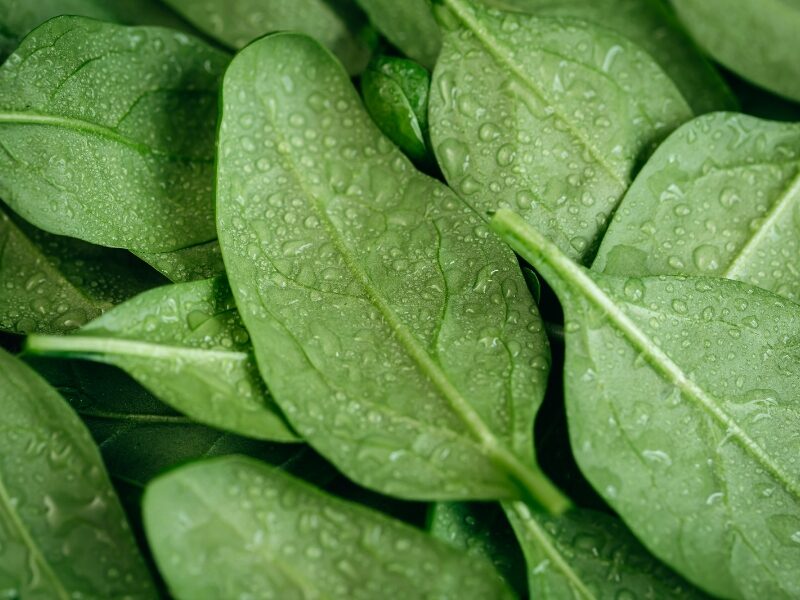 Spinach
