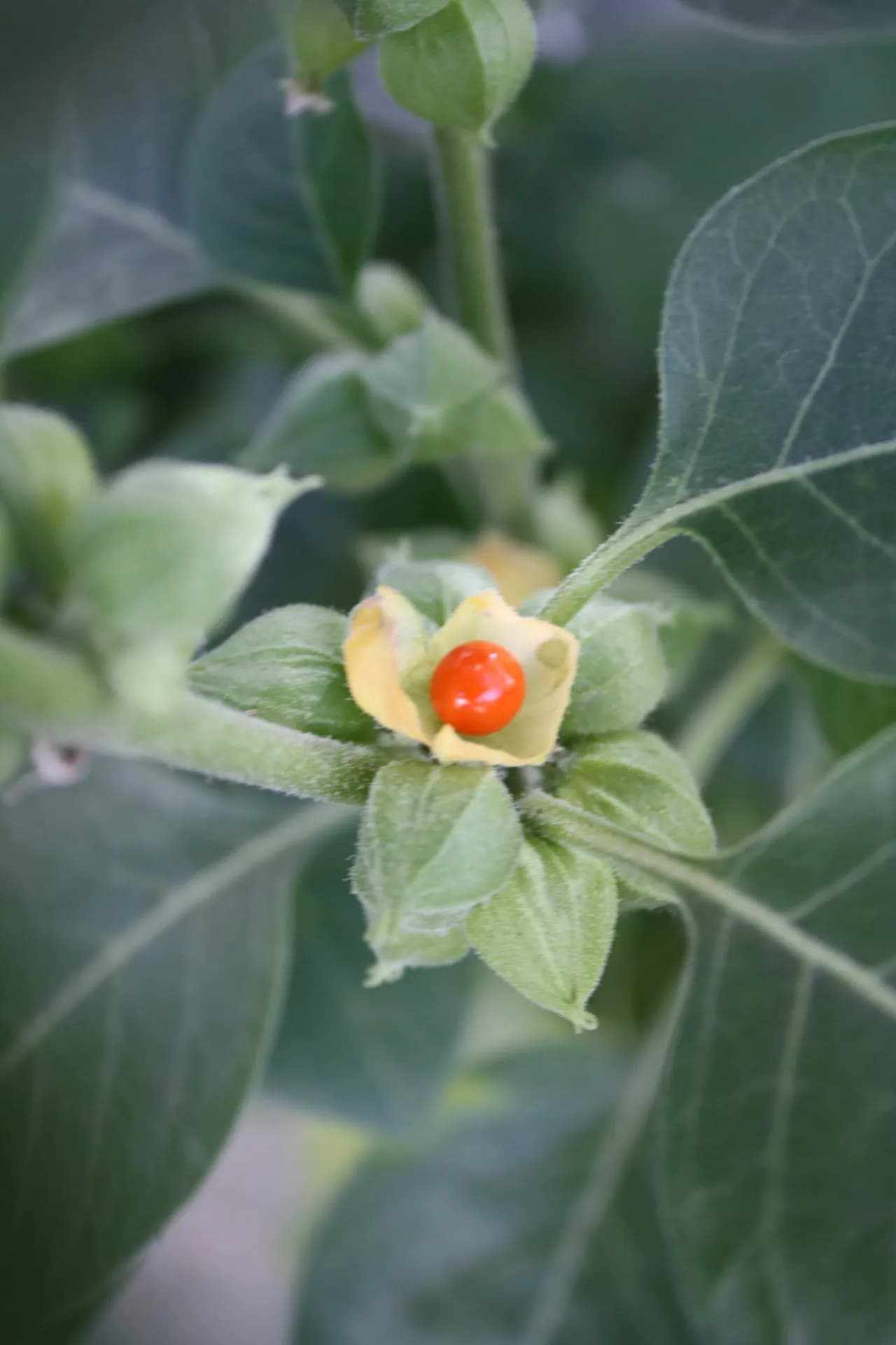 Ashwagandha: Benefits, Uses & Ayurvedic Properties