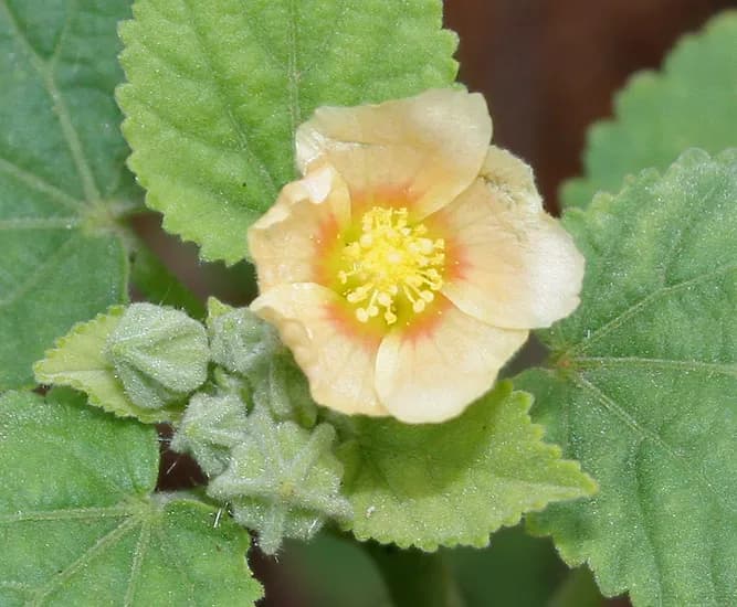 Balarishta: Uses, Benefits, Dosage & Side Effects