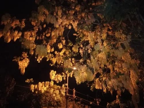 Amaltas: Benefits, Uses & Ayurvedic Properties