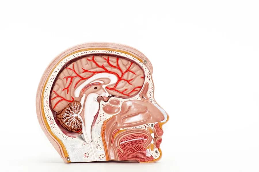Yoga for Pituitary Gland