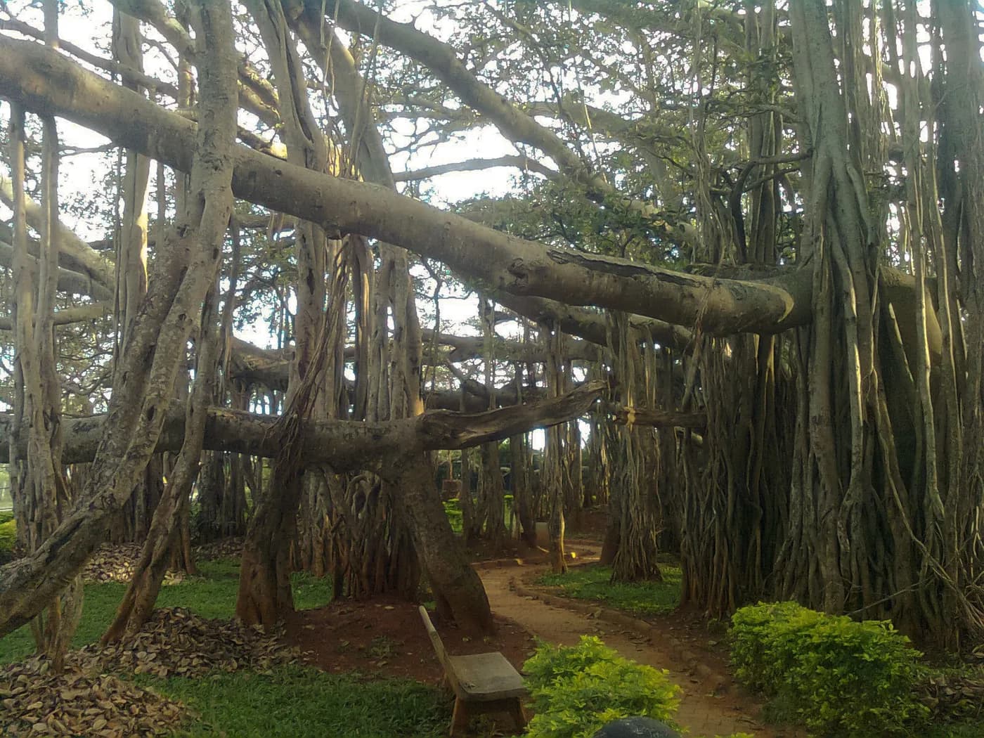 Banyan Tree: Benefits, Uses & Ayurvedic Properties