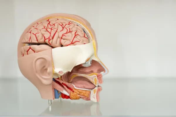 Yoga for nervous system