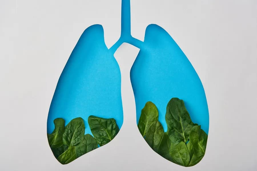 Top view of a lungs model with leaves, representing lung health and breathing exercises