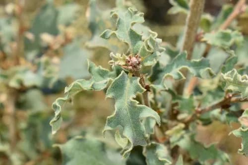 Majuphal (Oak Gall): Benefits, Uses & Ayurvedic Properties