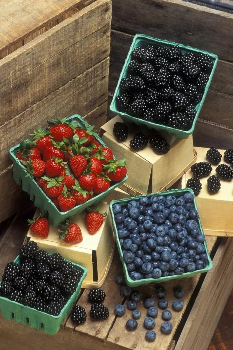 Dits Effect What to Eat After COVID Vaccination: Practical Recovery Foods